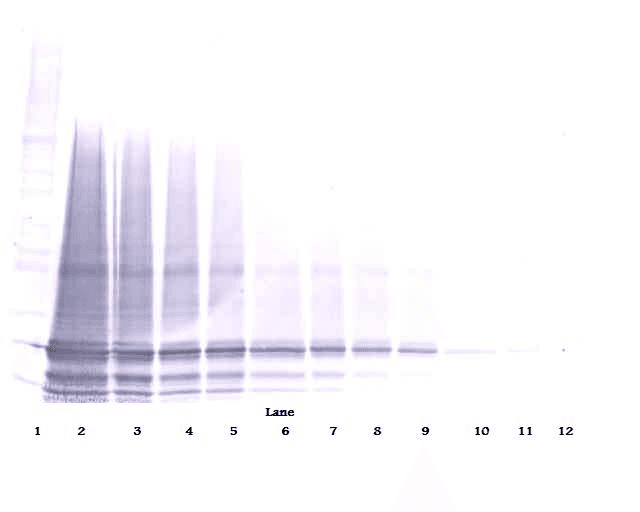 IL6 / Interleukin 6 Antibody
