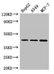 MAEA / EMP Antibody