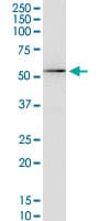 KCNA3 / Kv1.3 Antibody (clone 1D8)