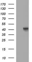 POU5F1 / OCT4 Antibody (clone OTI7H1)