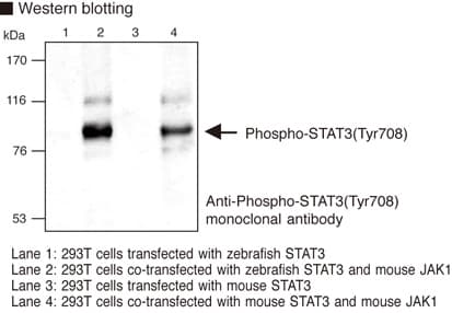 STAT3 Antibody (phospho-Tyr705, clone PS3/1)