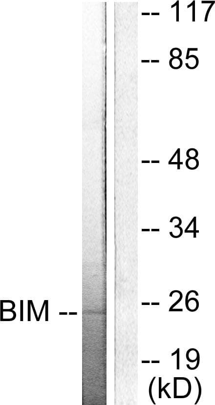 BCL2L11 / BIM Antibody