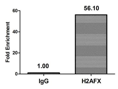 H2AFX / H2AX Antibody (phospho-Ser139)