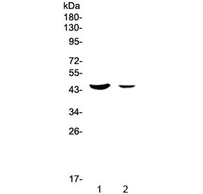 MUC7 Antibody
