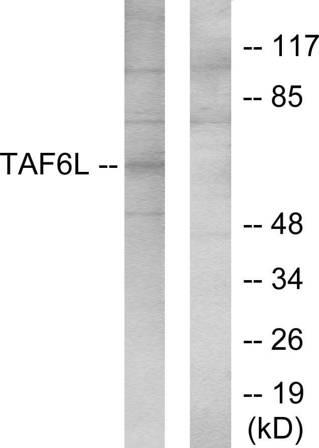 TAF6L Antibody