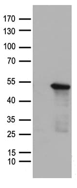 SMAD7 Antibody