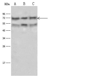 CD58 Antibody (Preservative Free)