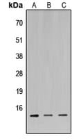 MIA / CD-RAP Antibody (C-Terminus)