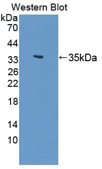 LSP1 Antibody (aa127-331)