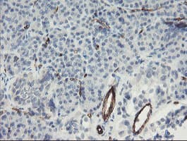 PECAM-1 / CD31 Antibody (clone OTI3G4)
