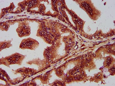 Polyclonal Rabbit anti-Human SEC14L2 Antibody (IHC, IF, WB)