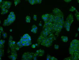 AKT2 Antibody (clone OTI4H7)