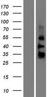 ZGLP1 Protein (Over-Expression Lysate Myc-DDK (Flag))