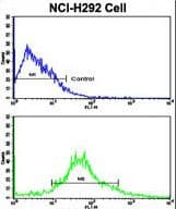 ALDH3A1 Antibody (aa69-99)