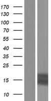 TFF3 / Trefoil Factor 3 Protein (Over-Expression Lysate Myc-DDK (Flag))