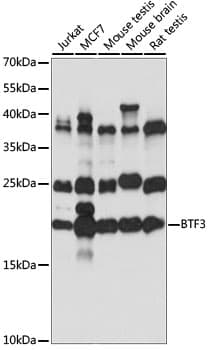 Polyclonal Rabbit anti-Human BTF3 Antibody (WB)