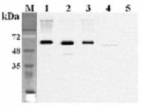 Monoclonal Mouse anti-Human FTO Antibody (clone FT86-4, WB)