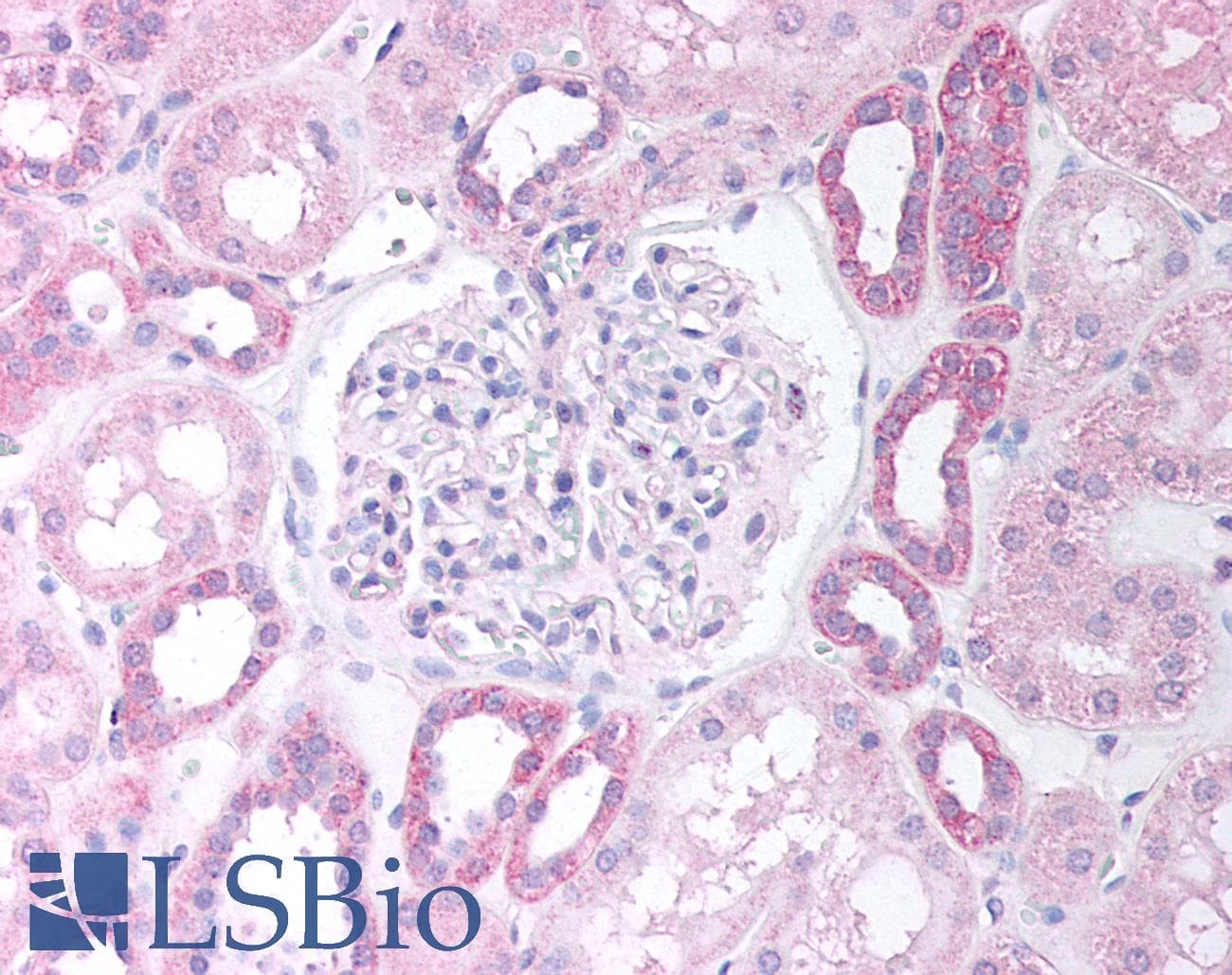 IHC-plus™ PAX8 Antibody (aa2-14)