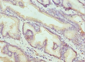 KLK10 / Kallikrein 10 Antibody
