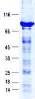 Human ZBTB9 Protein (Recombinant GST, N-terminus + His, C-terminus)