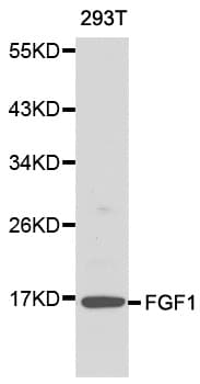 FGF1 / Acidic FGF Antibody