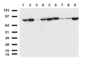 R1 / RRM1 Antibody (aa541-792, clone UMAB165)