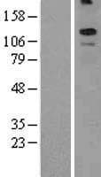 KCNT2 / KCa4.2 Protein (Over-Expression Lysate Myc-DDK (Flag))