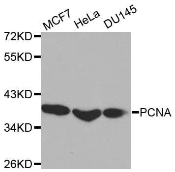 IHC-plus™ PCNA Antibody
