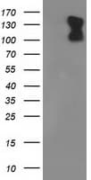 PDE2A Antibody (clone OTI4H8)