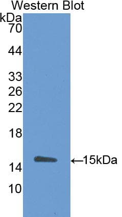 AOC1 Antibody (aa335-453)