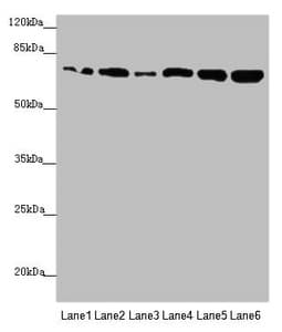 Polyclonal Rabbit anti-Human KIZ / PLK1S1 Antibody (IHC, WB)