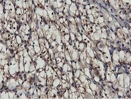 AKT1 Antibody (clone OTI3B4, Carrier-free)