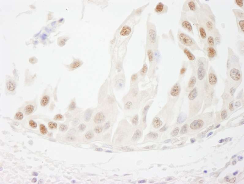 CSTF1 Antibody (aa75-125)