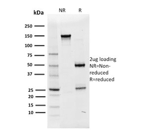 POU2F2 / OCT2 Antibody (clone OCT2/2136, Azide-free, BSA-free)