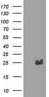 MMAB Antibody (clone OTI5G1, Carrier-free)