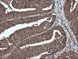 VBP1 Antibody (clone OTI2G2)