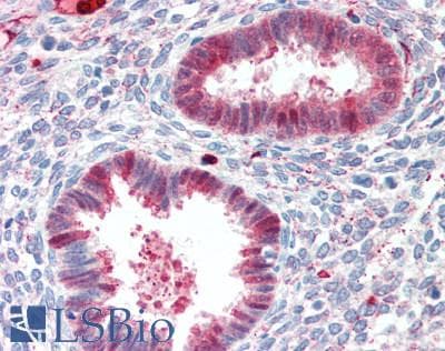 IDO1 / IDO Antibody