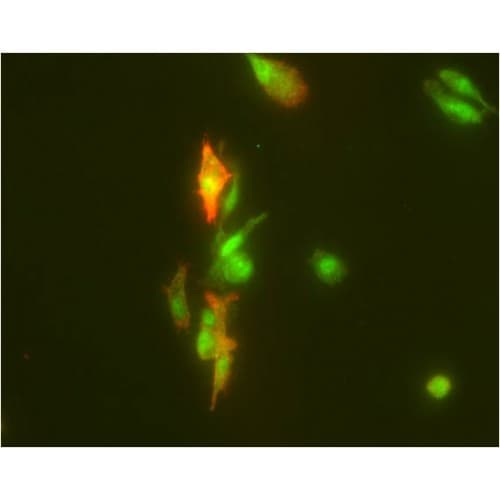 GRM8 / MGLUR8 Antibody (810-890 aa, C-terminal)