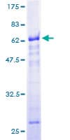 Human RBM4 / LARK Protein (Recombinant GST)