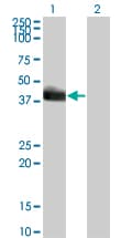 HLF Antibody (clone 1F12-1C4)