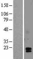 ACRV1/Intra-Acrosomal Protein (Over-Expression Lysate Myc-DDK (Flag))