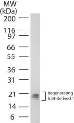 IHC-plus™ REG1 / Regenerating Islet-Derived 1 Antibody (aa21-36)