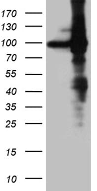 EEF1D Antibody (clone OTI4B9, Carrier-free)