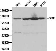 SIRT1 / Sirtuin 1 Antibody