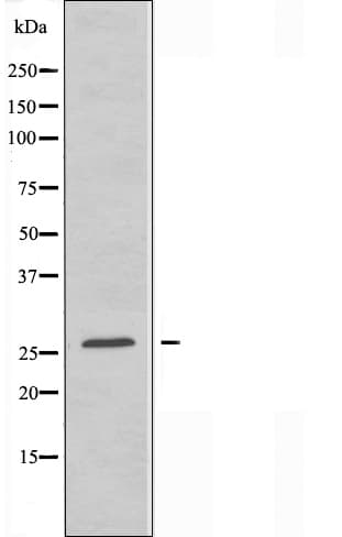 CREBZF / Zhangfei Antibody
