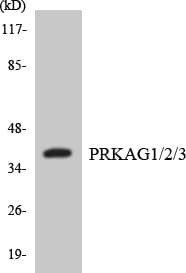PRKAG1+2+3 Antibody (aa29-78)