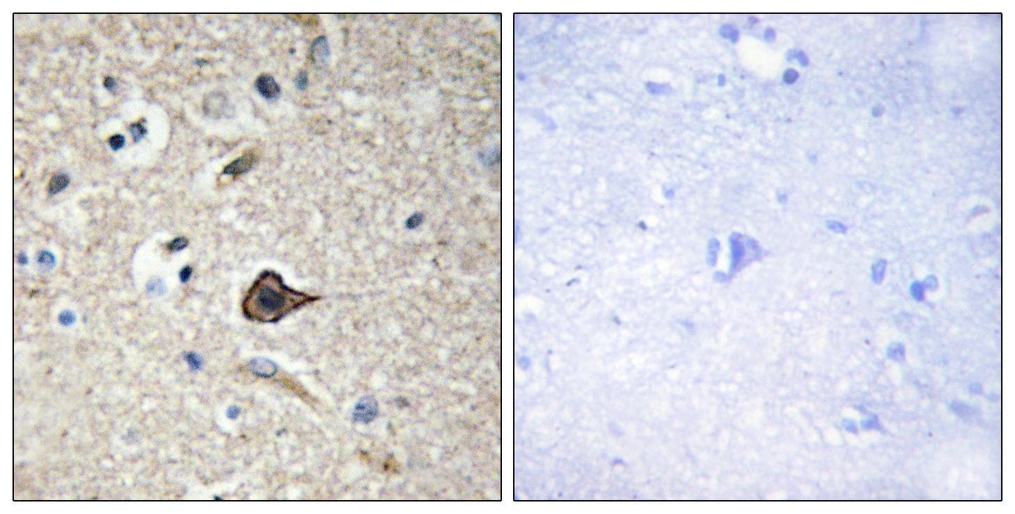 TNFSF12 / TWEAK Antibody
