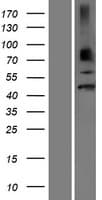 DPF1 / Neuro-D4 Protein (Over-Expression Lysate Myc-DDK (Flag))