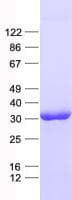 Human GATAD1 Protein (Recombinant His, N-Terminal)