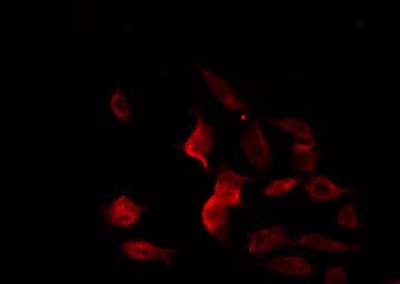 CPE / Carboxypeptidase E Antibody
